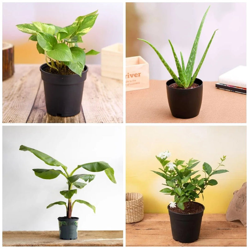 Top 5 Plants for Vastu