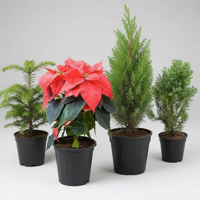 Charming Christmas Celebrations