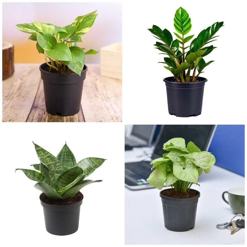 Independence Day Special (4 Plants Pack)