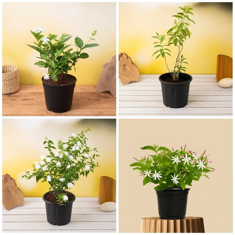 Top 4 Jasmine Flowering Plants for Fragrance