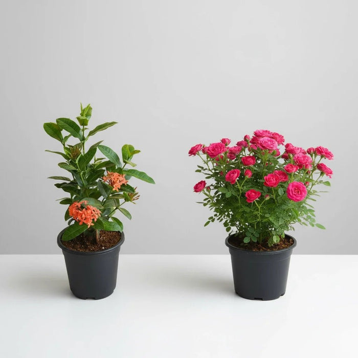 Set of 2 Mesmerising Flower Plants