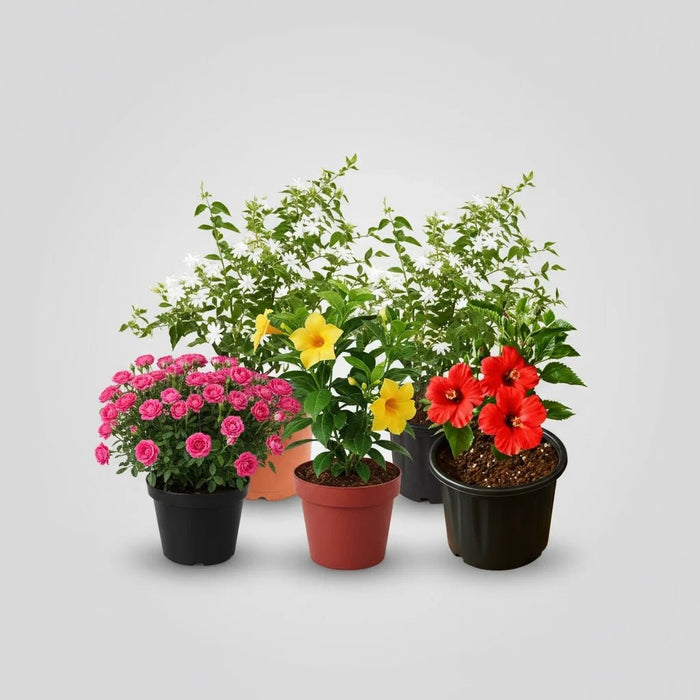 Top 5 Annual Flowering Plants