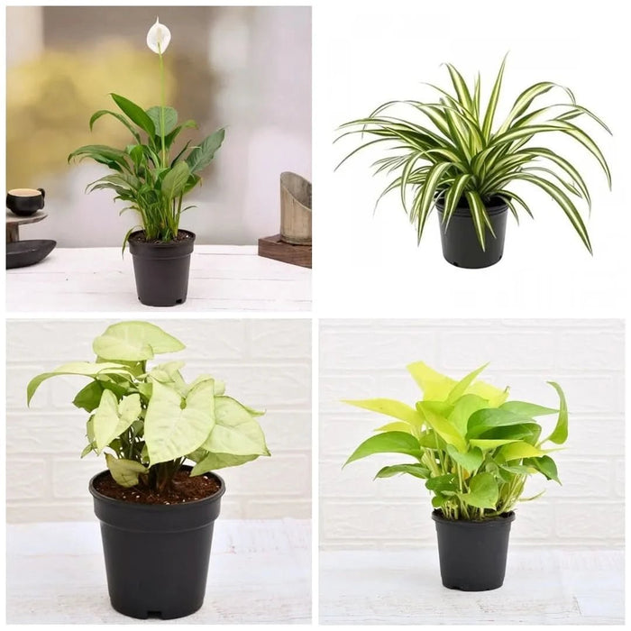 Top 4 Stress Relieving Plants Pack