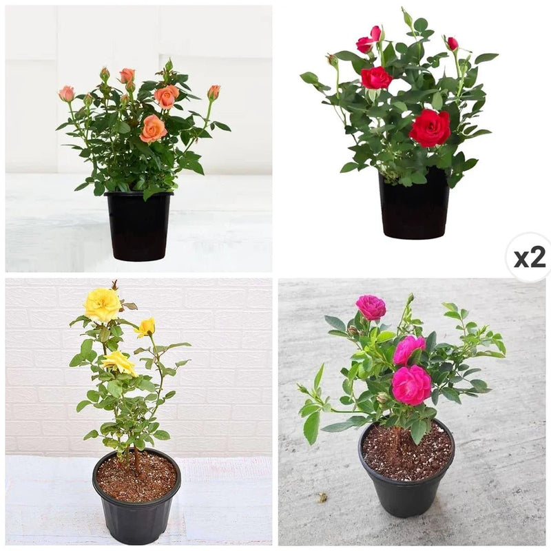 Exotic 12 Roses Garden Pack