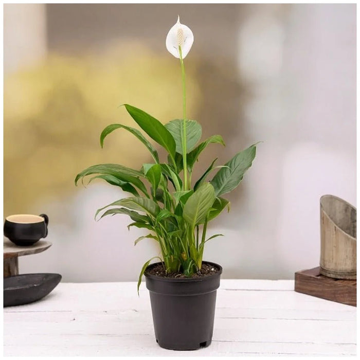 3 Best Plants Indoor to Beat the Air Pollution