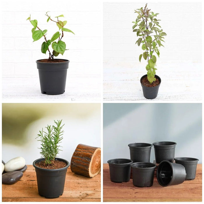 Top 3 Medicinal Herbs