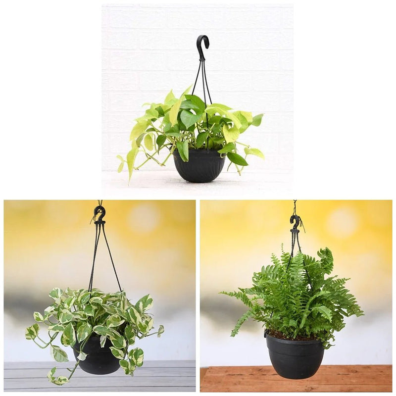 Top 3 Hanging Basket Plants