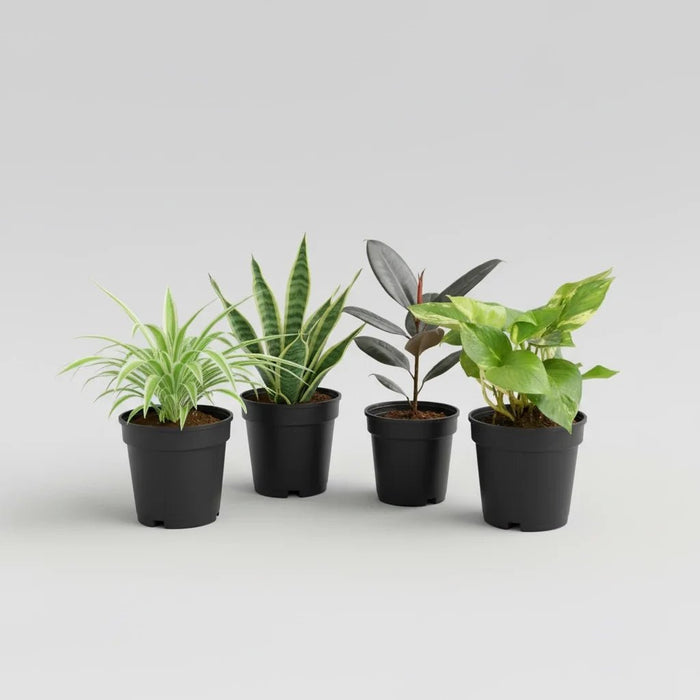 World Environment Day Special (4 Plants Pack)