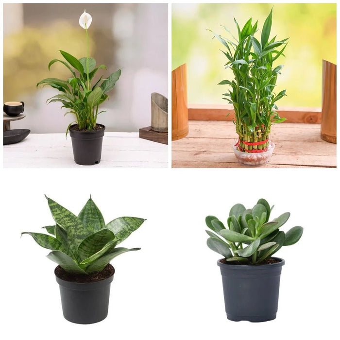 plants to attract money Buy Top 5 Plants to Attract Money online from Nurserylive at lowest price