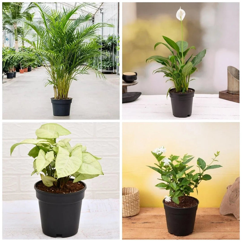Winter Special Top 4 Air Purifier Plants Pack