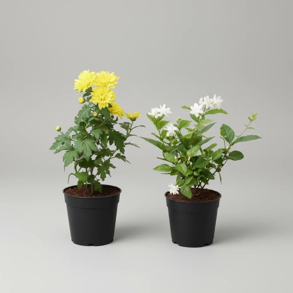 Buy Best 2 Fragrant Plants Pack online from Nurserylive at lowest