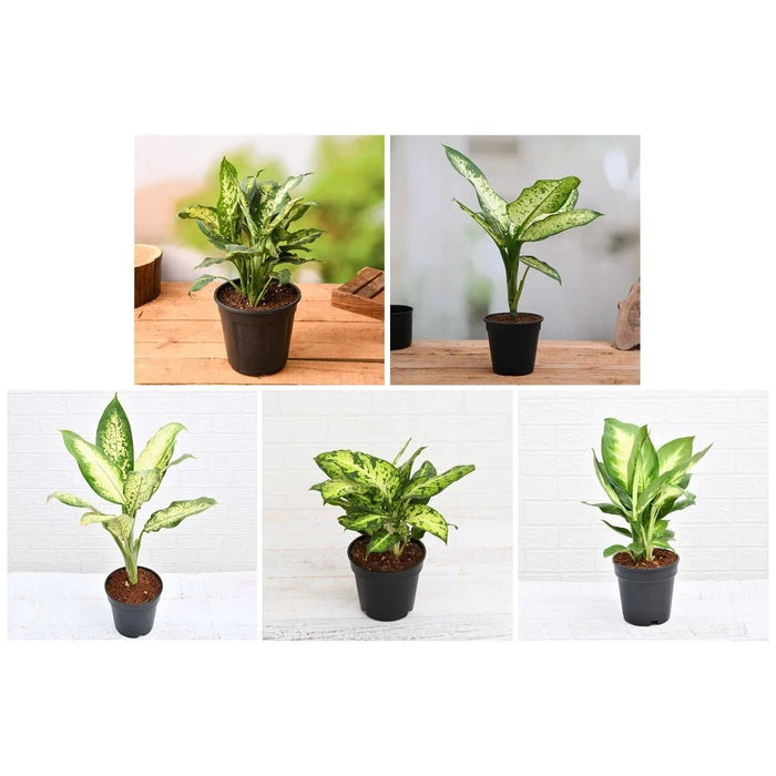 Set of 5 Dieffenbachia for Indoor Plant Decoration