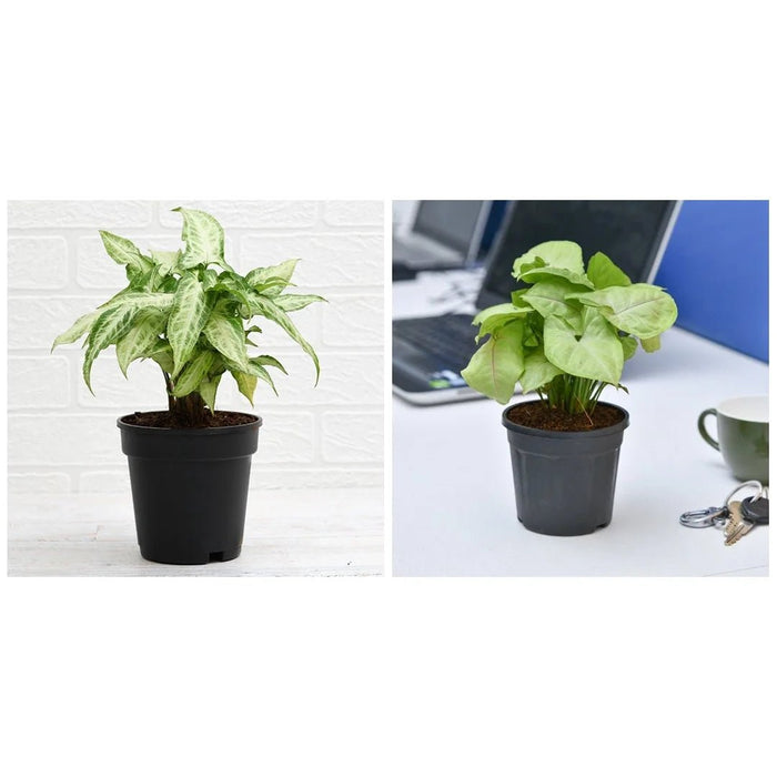 Set of 2 Syngoniums for Indoor Air Purification