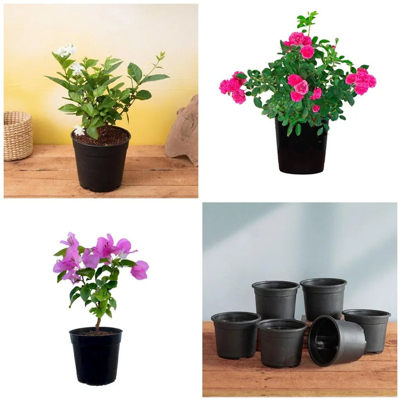 Top 3 Flowering plants to Enhance Garden Beauty