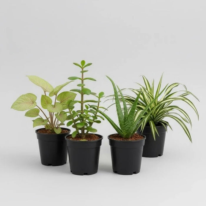Set of 4 NASA Plants