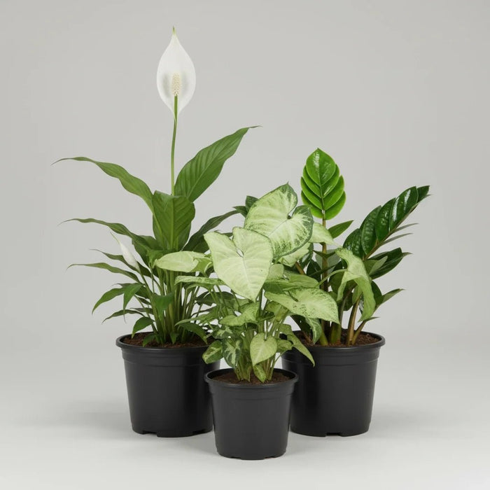 Cute Shade Loving Indoor Plants for Office