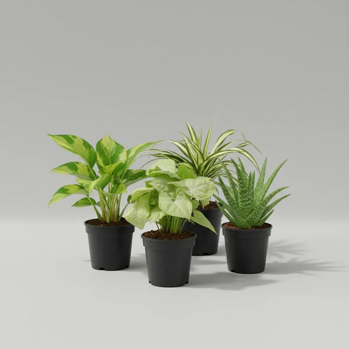 Set of 4 Lucky Plants