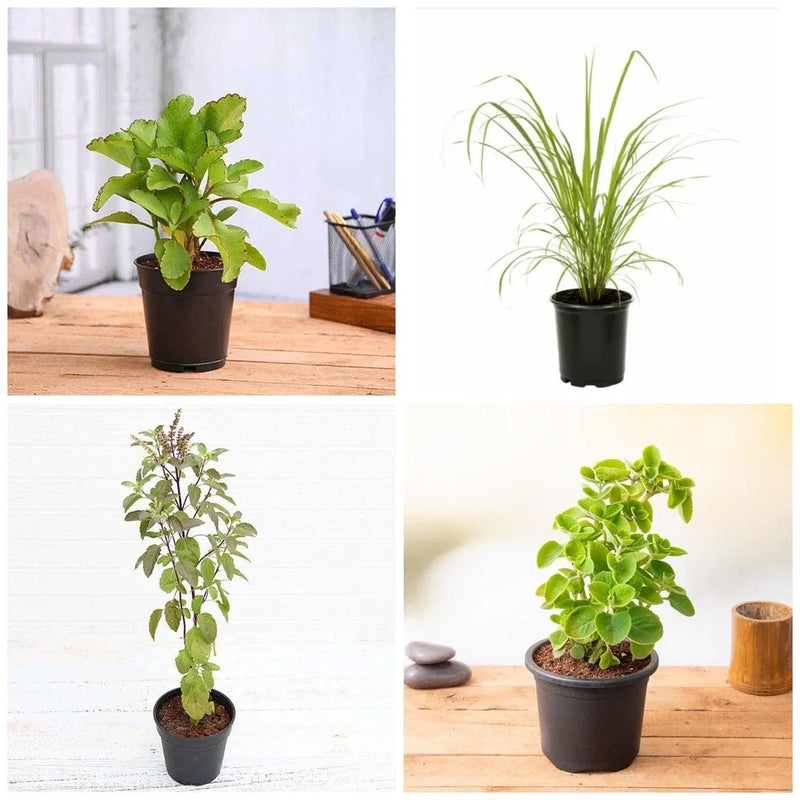 Top 4 Plants For Healthy Homes