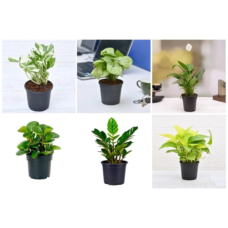 Set of 6 Plants for Healthy and Refreshing Day