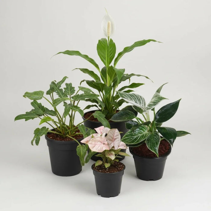 Set of 4 Natural Air Purifier Plants for Home Garden