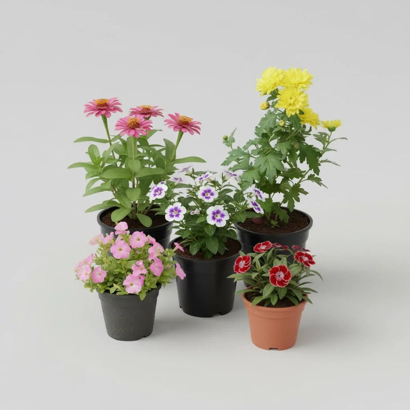 Beautiful Flowers of the Season