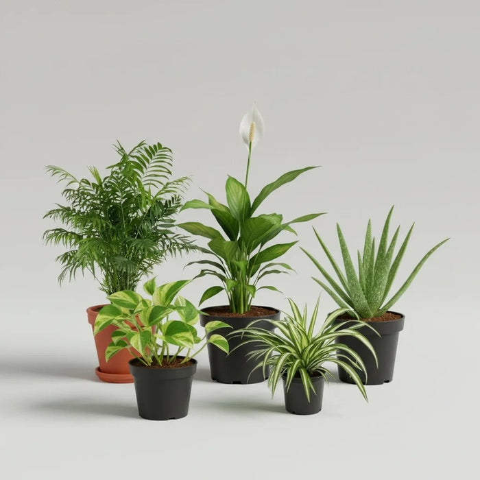 Top 5 Oxygen Bomb Plants Pack