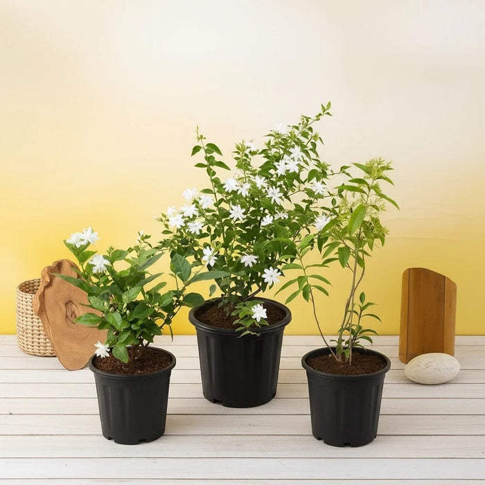 Best 3 Aromatic Plants Pack