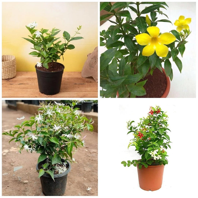 Top 4 All Year Flowering Plants Pack