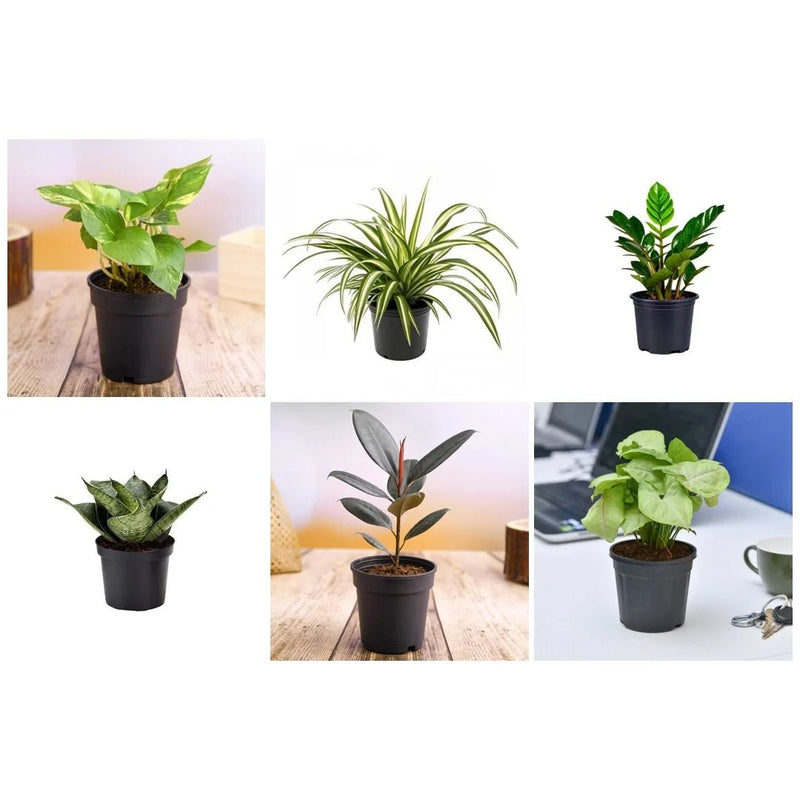 Top 6 Plants for Healthy Lifestyle