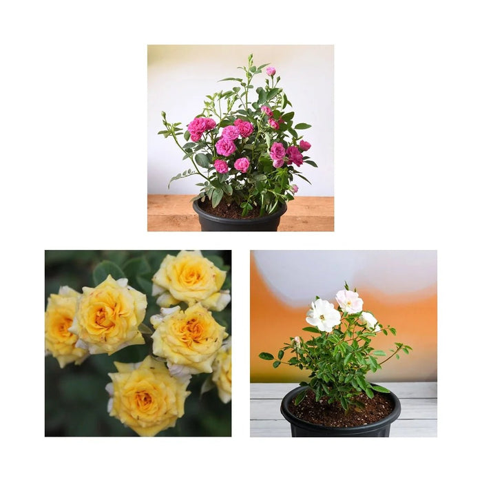 Enchanting Miniature Roses (Set of 3)