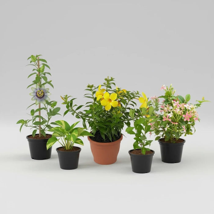 Top 5 Climbers And Creepers