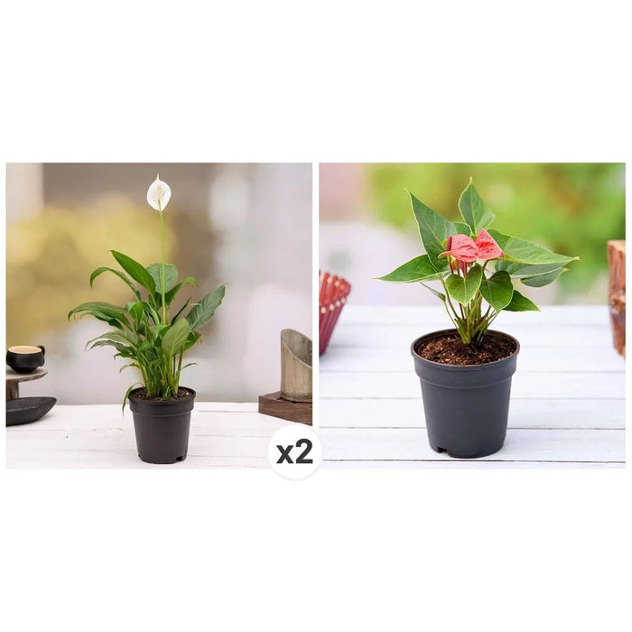 Top 3 Flowering Indoor Plants to Purify Air