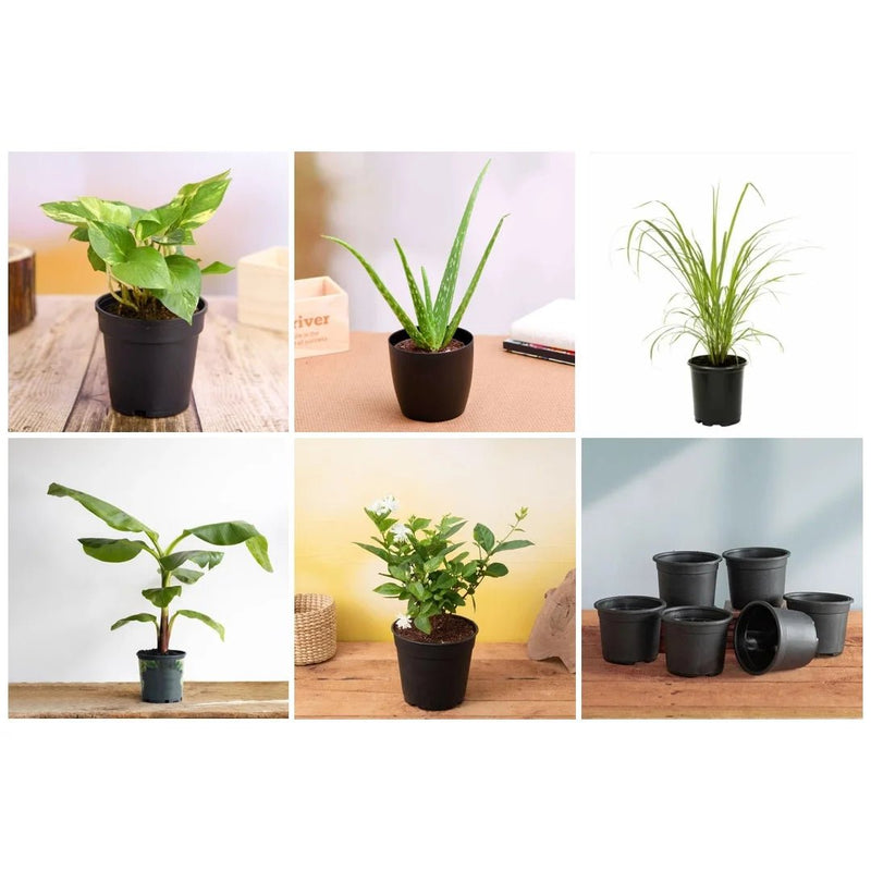 Top 5 Plants for Vastu