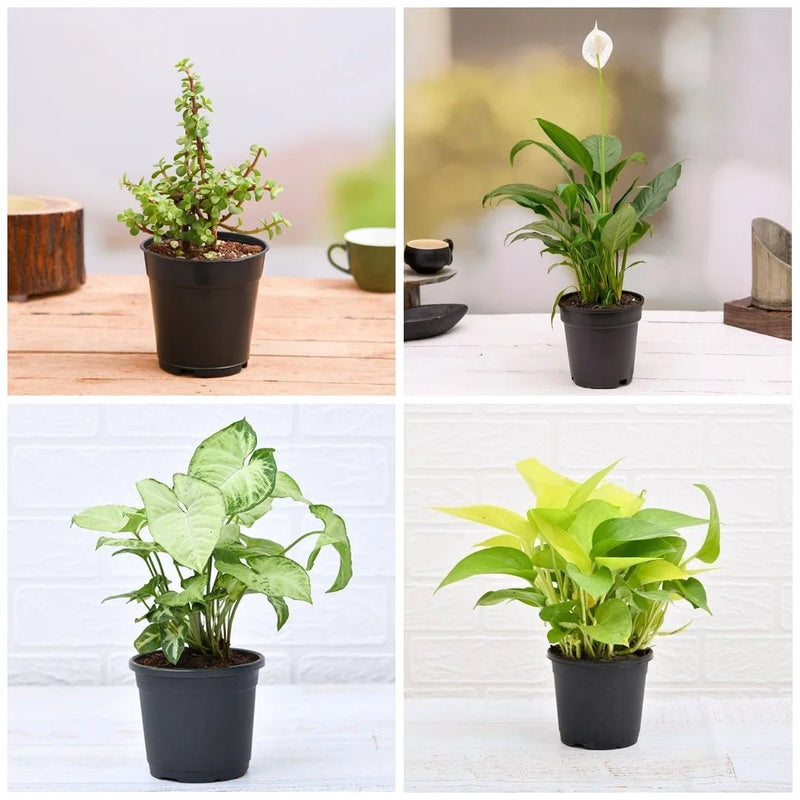 Plant Pack For Healthy Home-Office