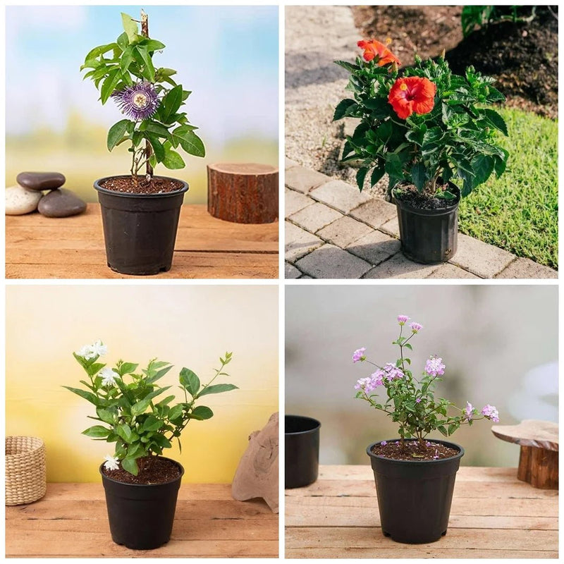 Top 5 Plants for Butterflies