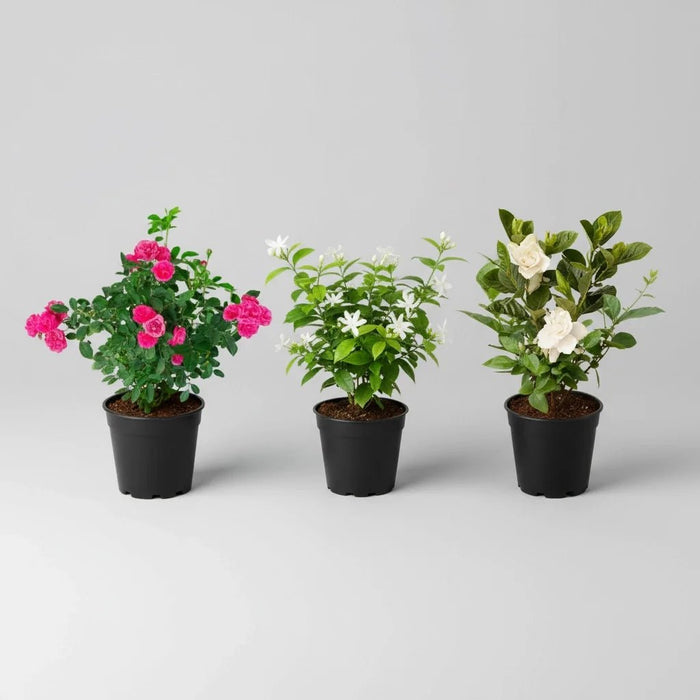 Top 3 Year Round Flowering Plants