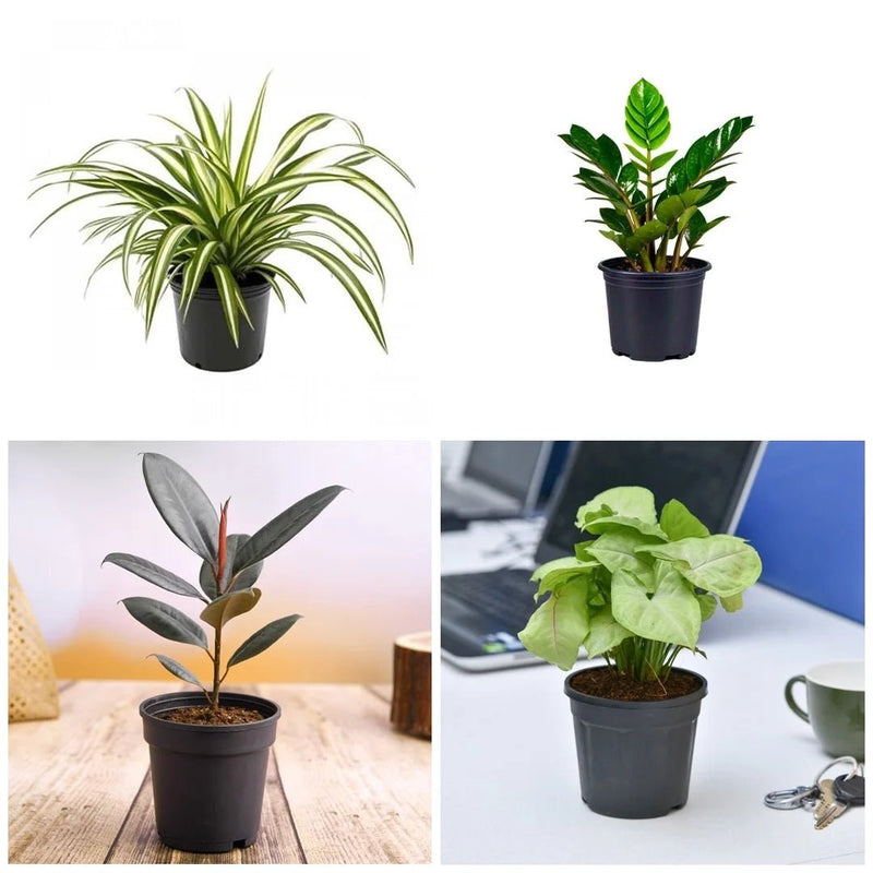 Top 6 Plants for Healthy Lifestyle