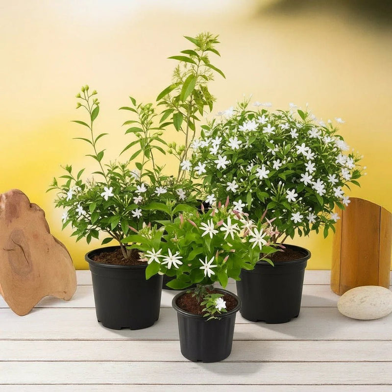 Top 4 Jasmine Flowering Plants for Fragrance