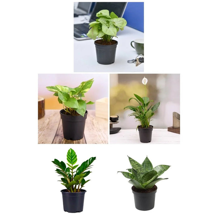 Set of 5 Plants to Promote Happiness and Joy