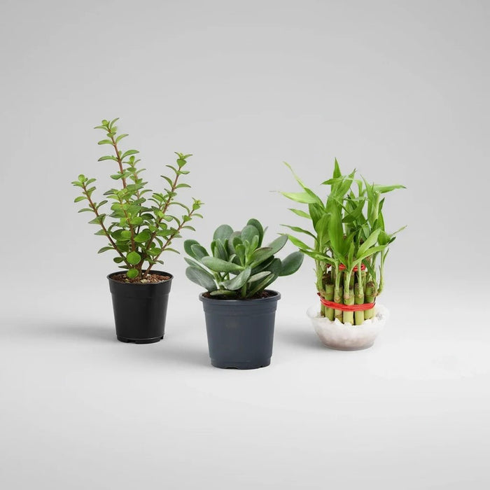Best 3 Table top / Office Desk Plants to Bring Prosperity