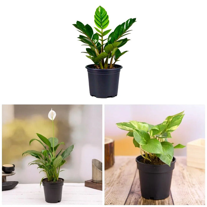 NASA Recommended Table Top / Office Desk Plants