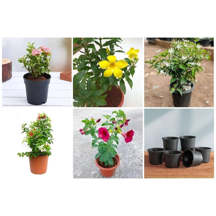 Top 5 Monsoon Special Flowering Plants