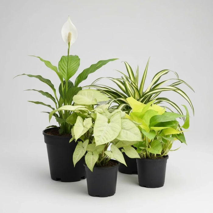 Top 4 Stress Relieving Plants Pack