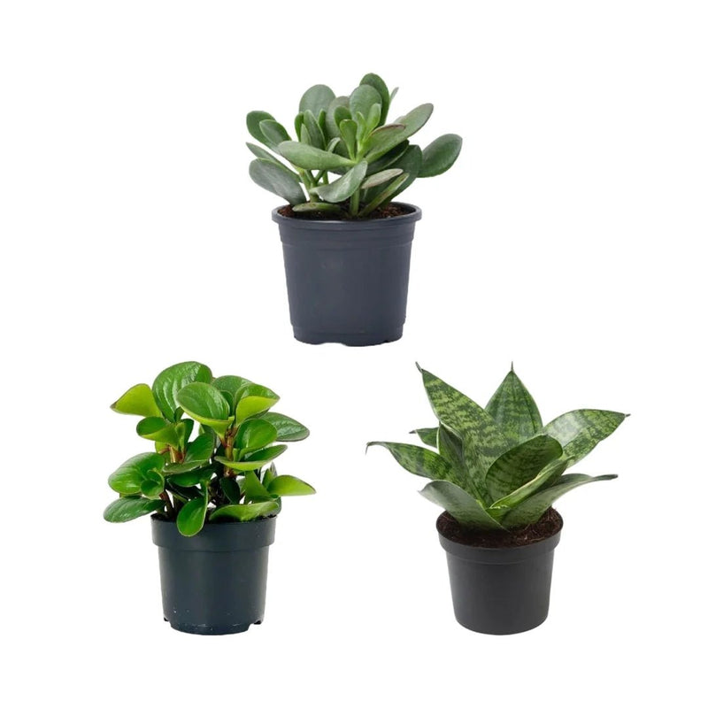 Beautiful Table Top / Office Desk Succulents