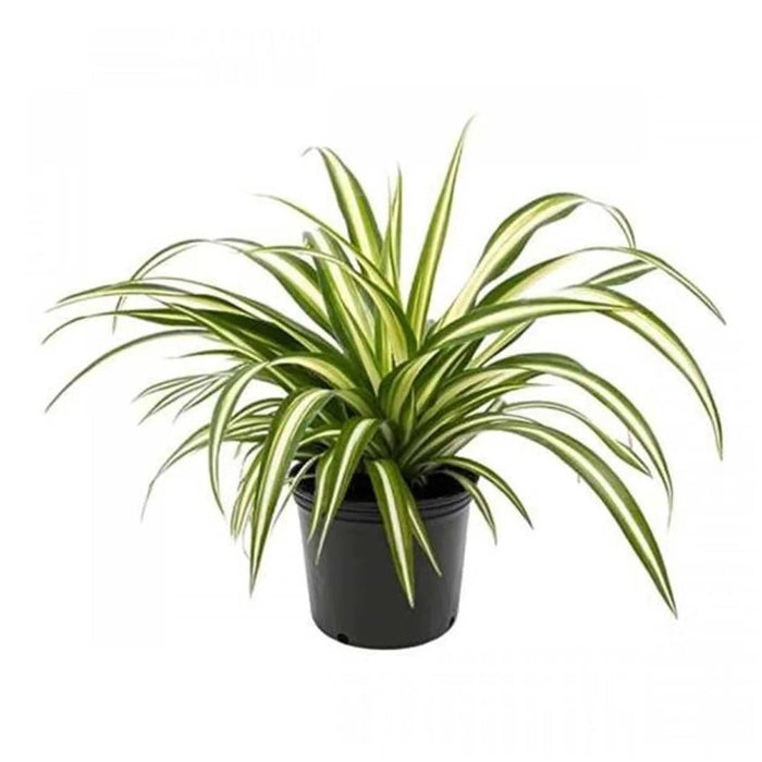 3 Best Plants Indoor to Beat the Air Pollution