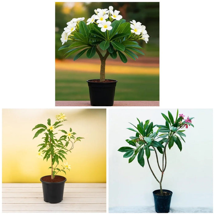 Charming Champa (Pack of 3) Plants