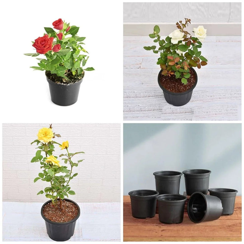 Set of 3 Love Rose Plants Pack