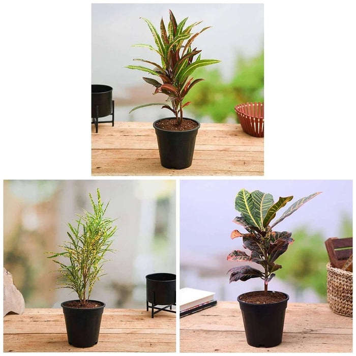 Top 3 Croton Plants Pack