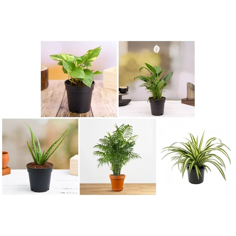 Top 5 Oxygen Bomb Plants Pack