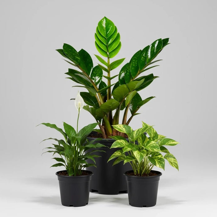 NASA Recommended Table Top / Office Desk Plants